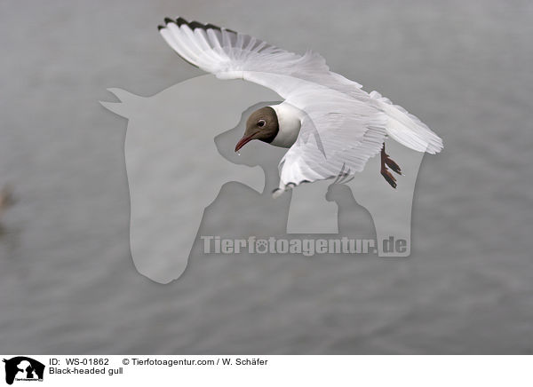 Lachmwe / Black-headed gull / WS-01862