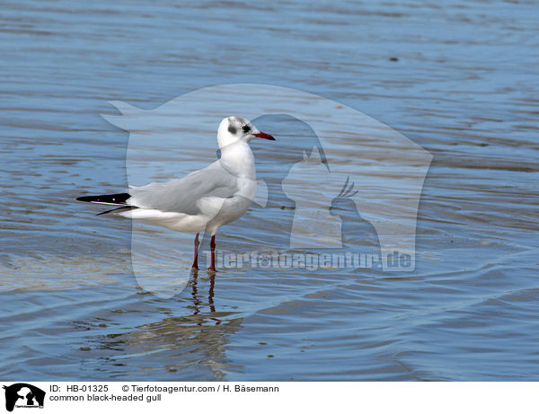 Lachmwe / common black-headed gull / HB-01325