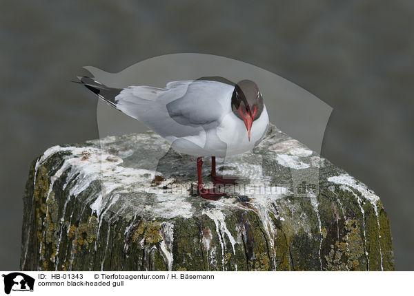 Lachmwe / common black-headed gull / HB-01343