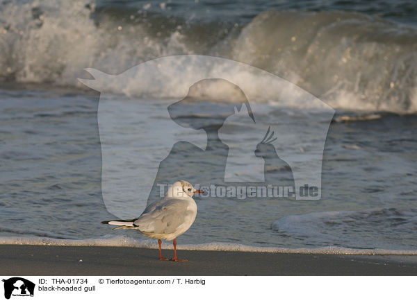 Lachmwe / black-headed gull / THA-01734