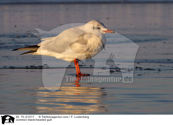 Lachmwe / common black-headed gull / FL-01517