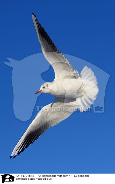 Lachmwe / common black-headed gull / FL-01518