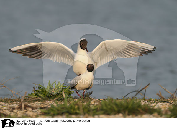 Lachmwen / black-headed gulls / DV-01930