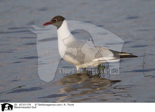 Lachmwe / Black-headed Gull / AT-01176