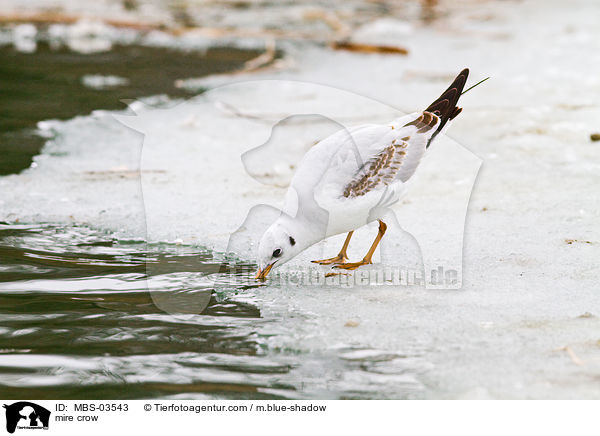 Lachmwe / mire crow / MBS-03543
