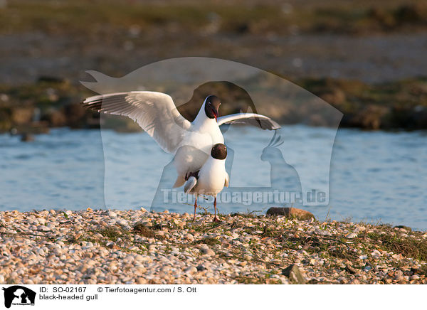 Lachmwe / black-headed gull / SO-02167