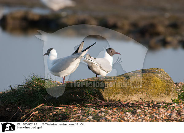 Lachmwe / black-headed gull / SO-02198