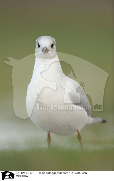 Lachmwe / mire crow / DV-02173