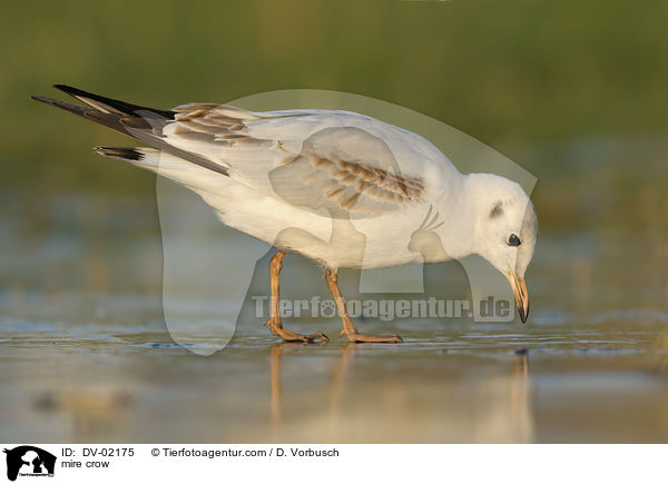 Lachmwe / mire crow / DV-02175