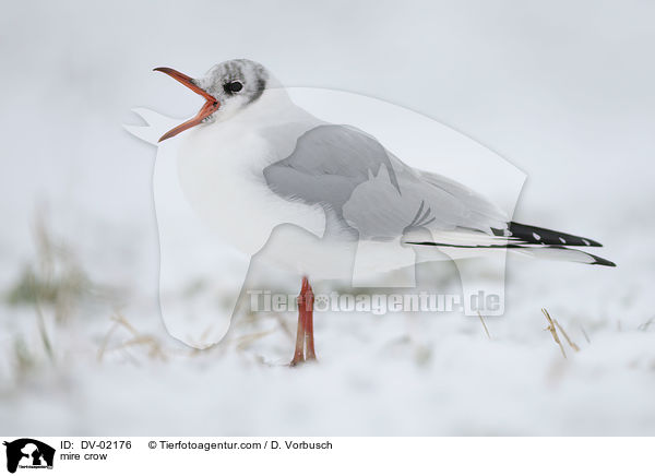 Lachmwe / mire crow / DV-02176