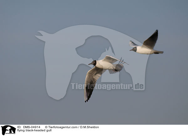 fliegende Lachmwe / flying black-headed gull / DMS-04914