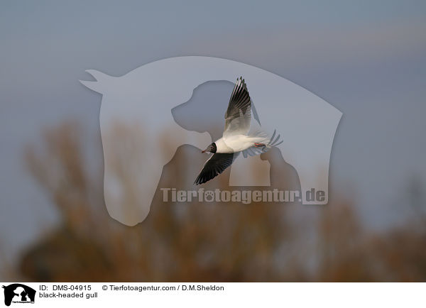 Lachmwe / black-headed gull / DMS-04915