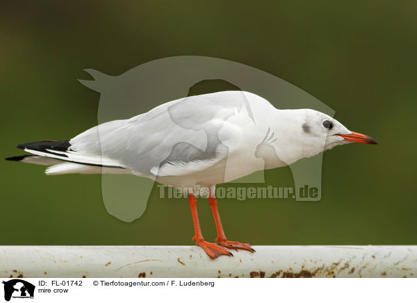 Lachmwe / mire crow / FL-01742