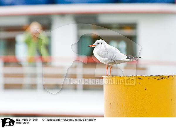 Lachmwe / mire crow / MBS-04505