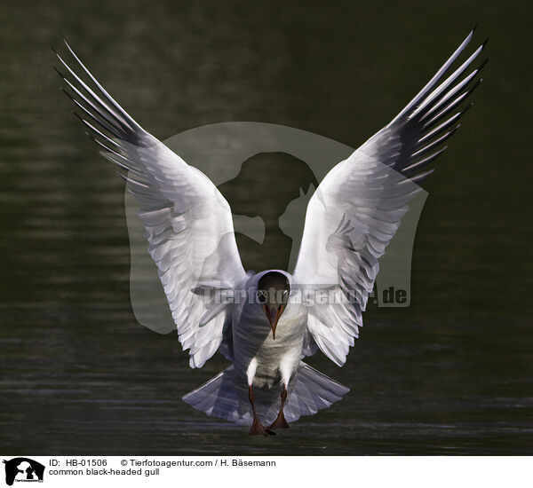 Lachmwe / common black-headed gull / HB-01506