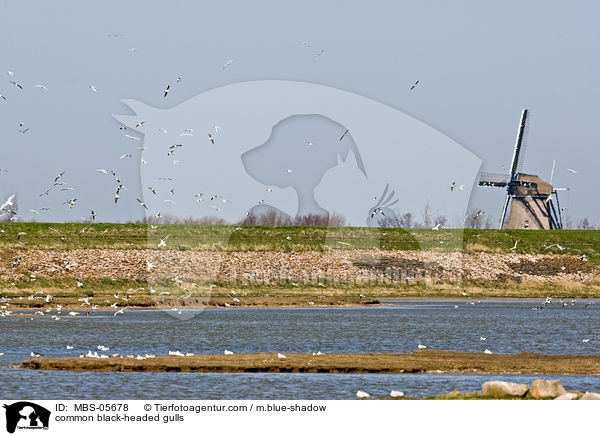 Lachmwen / common black-headed gulls / MBS-05678