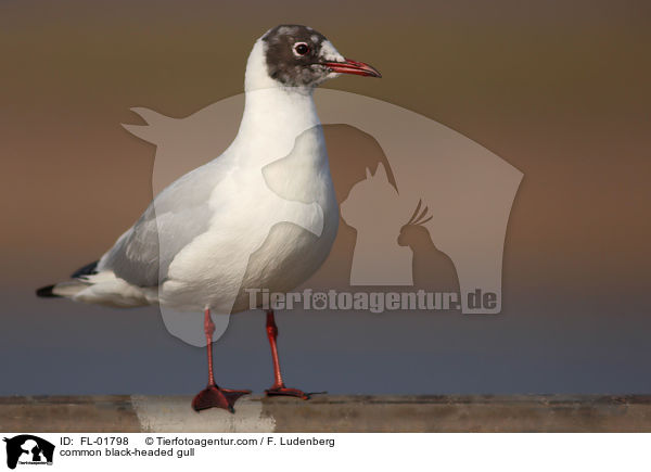 Lachmwe / common black-headed gull / FL-01798