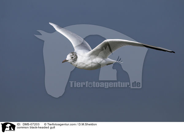 Lachmwe / common black-headed gull / DMS-07203
