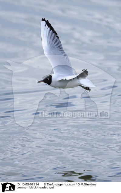 common black-headed gull / DMS-07234