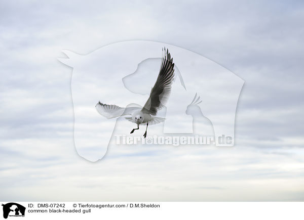 common black-headed gull / DMS-07242