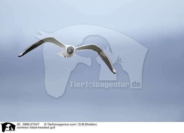 Lachmwe / common black-headed gull / DMS-07247