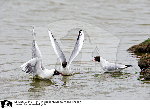 Lachmwen / common black-headed gulls / MBS-07642