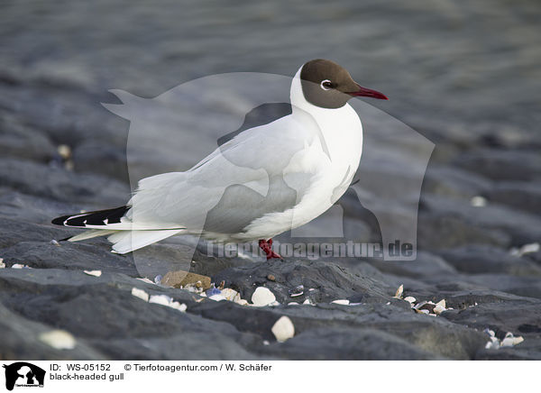 Lachmwe / black-headed gull / WS-05152