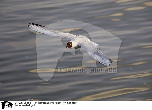 Lachmwe / black-headed gull / WS-05154