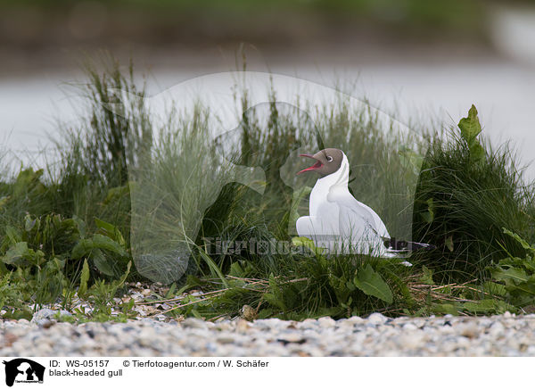 Lachmwe / black-headed gull / WS-05157