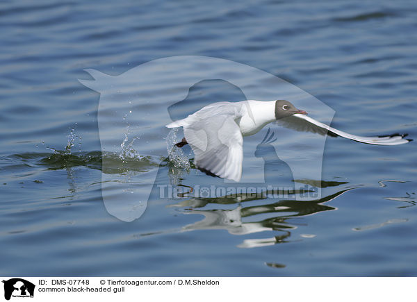 Lachmwe / common black-headed gull / DMS-07748