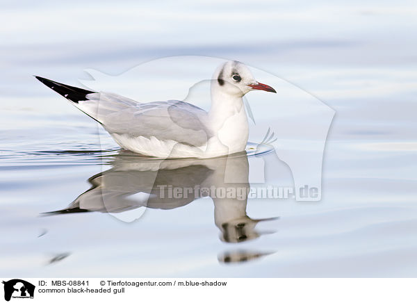 Lachmwe / common black-headed gull / MBS-08841