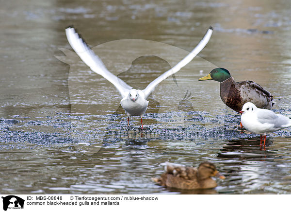 Lachmwen und Stockenten / common black-headed gulls and mallards / MBS-08848