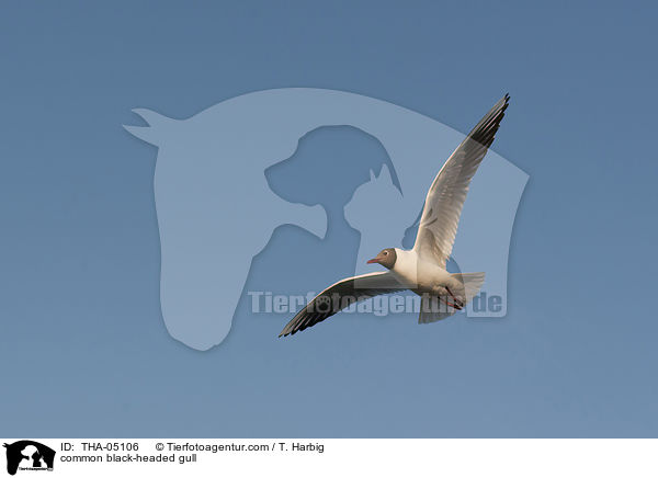 Lachmwe / common black-headed gull / THA-05106