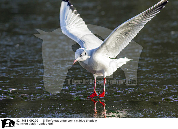 Lachmwe / common black-headed gull / MBS-09256