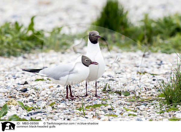 Lachmwen / common black-headed gulls / MBS-09566