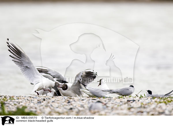 Lachmwen / common black-headed gulls / MBS-09570