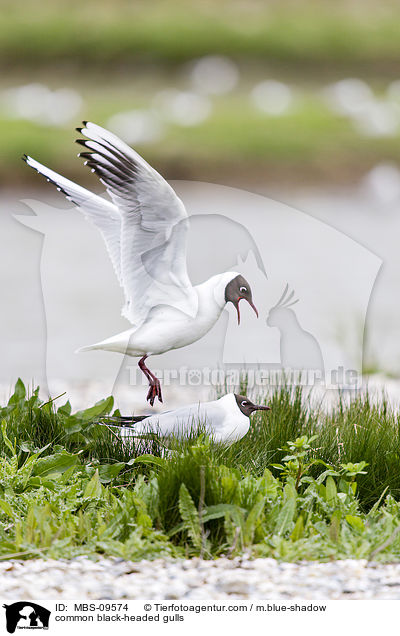 Lachmwen / common black-headed gulls / MBS-09574