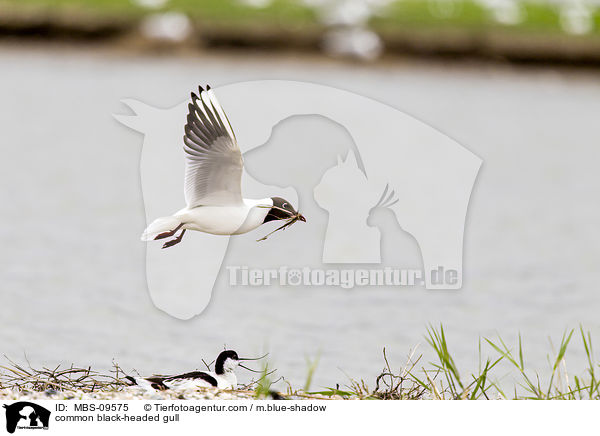 common black-headed gull / MBS-09575