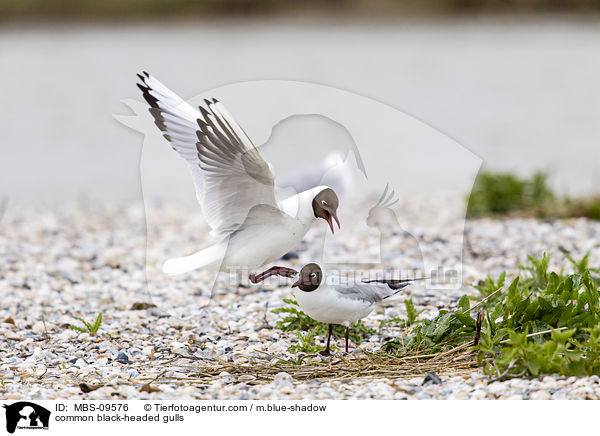 Lachmwen / common black-headed gulls / MBS-09576