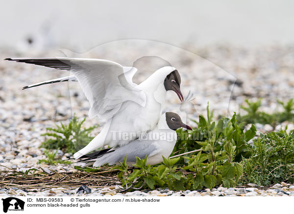 Lachmwen / common black-headed gulls / MBS-09583