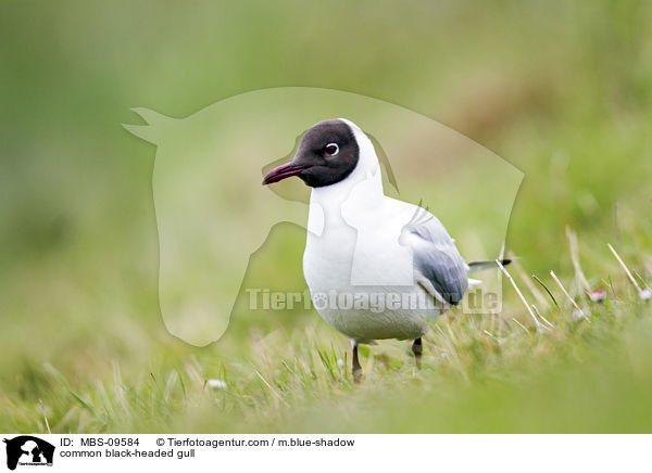 common black-headed gull / MBS-09584