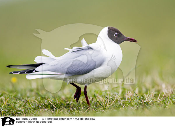 Lachmwe / common black-headed gull / MBS-09585