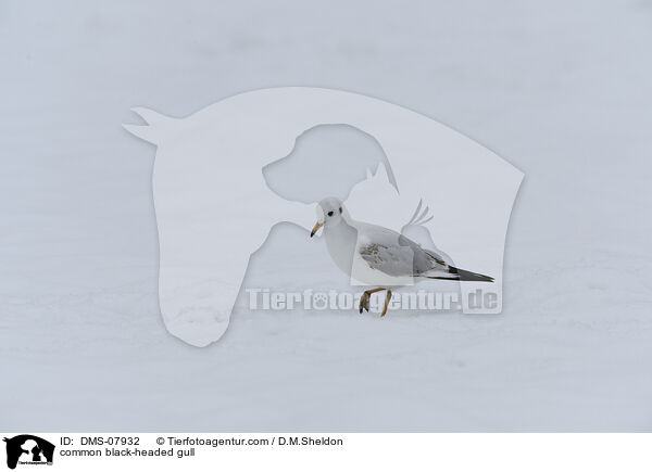Lachmwe / common black-headed gull / DMS-07932
