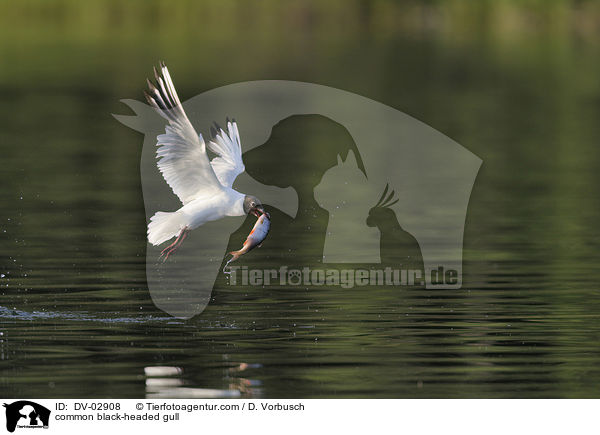 Lachmwe / common black-headed gull / DV-02908