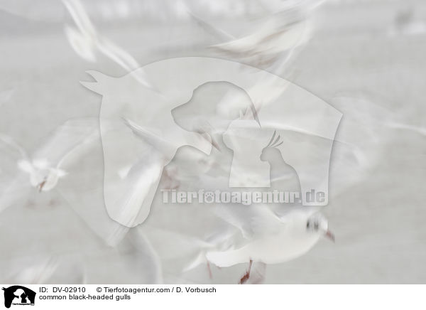 Lachmwen / common black-headed gulls / DV-02910