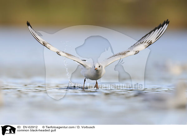 Lachmwe / common black-headed gull / DV-02912