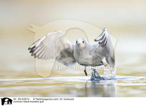 Lachmwe / common black-headed gull / DV-02913