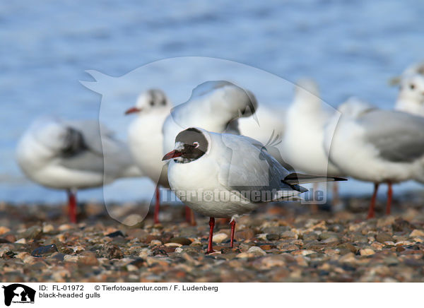 Lachmwen / black-headed gulls / FL-01972