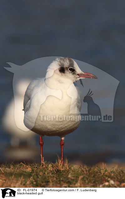 Lachmwe / black-headed gull / FL-01974