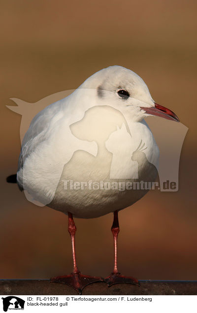 Lachmwe / black-headed gull / FL-01978